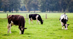 We care about animal health